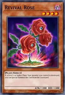 Revival Rose (TSHD-EN016)