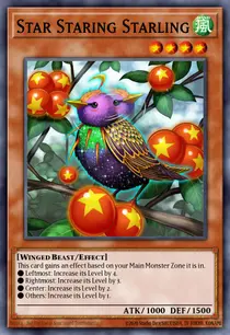 Star Staring Starling (DANE-EN024)