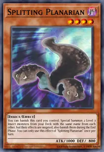 Splitting Planarian (MP25-EN263)