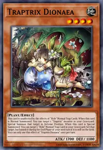 Traptrix Dionaea (MAGO-EN075)