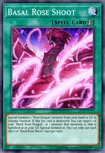 Basal Rose Shoot (LIOV-EN059)