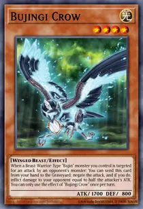 Bujingi Crow (MP14-EN145)